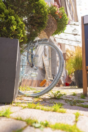 A bicycle wrapped in flowers next to shutters and in the sunshine, small town of Perle Calw, district of Calw, Germany