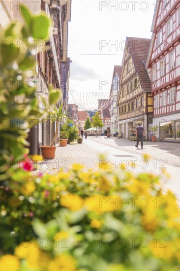 Flowers in the foreground and half-timbered houses along a sunny and inviting shopping street, small town of Perle Calw, Black Forest, Germany