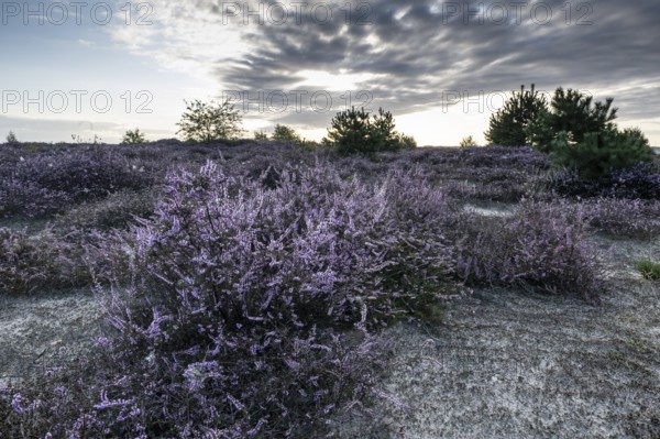 Heath landscape at sunrise, Emsland, Lower Saxony, Germany
