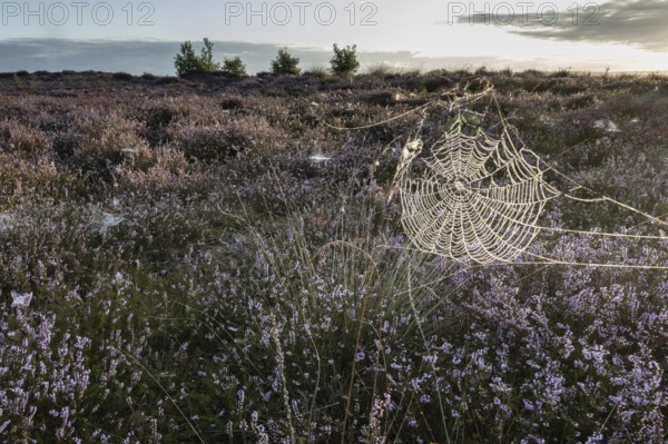 Spider's web in heathland at sunrise, Emsland, Lower Saxony, Germany