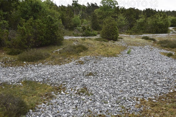 Rügen flint fields, flints, Mecklenburg-Western Pomerania, Germany