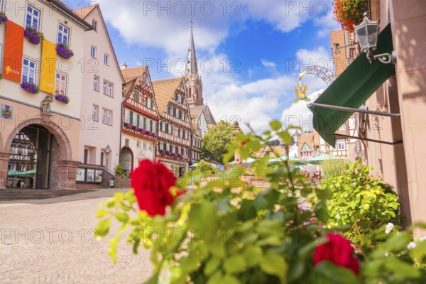View of an old town with church and blooming roses in the foreground, small town of Perle Calw, Black Forest, Germany