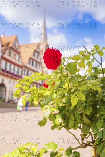 Red rose in front of a historic half-timbered house in the sunny town centre, small town pearl Calw, Black Forest, Germany