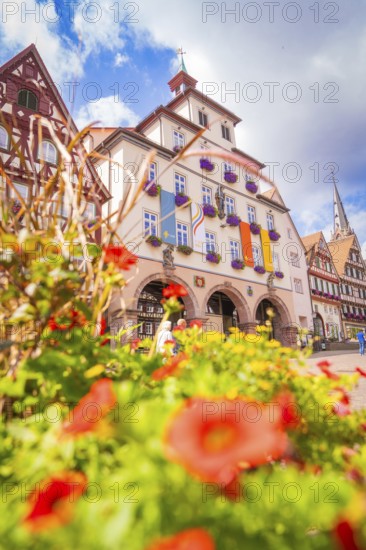 Magnificent town hall with colourful facades and flowers in the foreground, small town pearl Calw, Black Forest, Germany