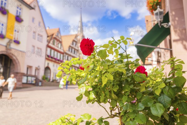 Red roses in front of a sunny street with half-timbered houses, small town of Perle Calw, Black Forest, Germany
