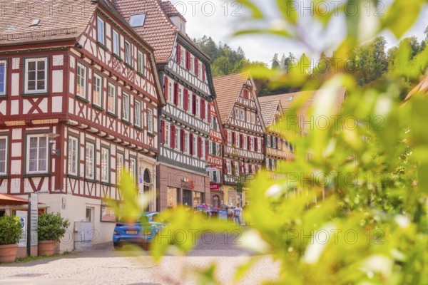 Historic half-timbered houses behind green plants glow in the sunshine, small town pearl Calw, Black Forest, Germany