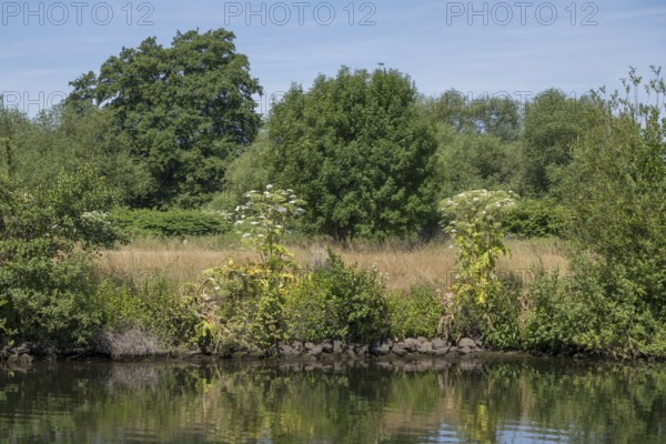 Nature on the banks of the Ruhr, giant hogweed (Heracleum mantegazzianum), Mülheim an der Ruhr, Rur region, North Rhine-Westphalia, Germany