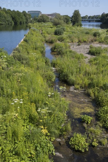 Saarn-Mendener Ruhraue, nature reserve, Mülheim an der Ruhr, Rurgebiet, North Rhine-Westphalia, Germany