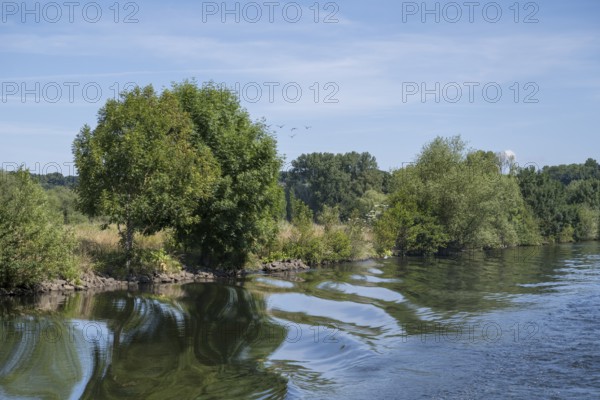 Nature on the banks of the Ruhr, Mülheim an der Ruhr, Rur region, North Rhine-Westphalia, Germany