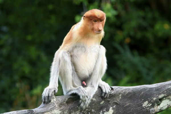 Endemic Proboscis monkey or Long-nosed monkey (Nasalis larvatus), sitting on a branch in the forest, Borneo, Malaisia