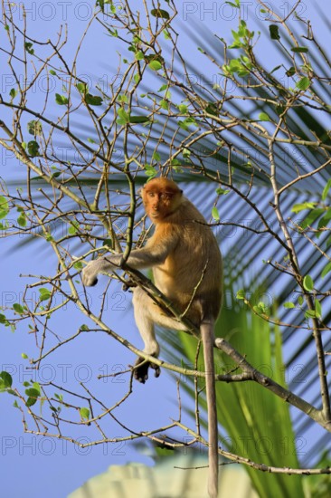 Endemic Proboscis monkey or Long-nosed monkey (Nasalis larvatus) feeding on leaves in a tree, Brunei