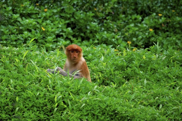 Endemic Proboscis monkey or Long-nosed monkey (Nasalis larvatus) in high grass, Borneo, Malaisia