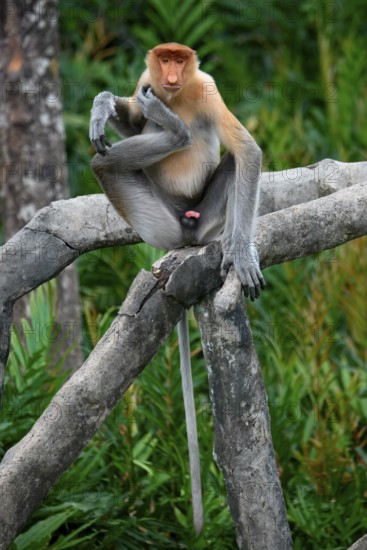 Endemic Proboscis monkey or Long-nosed monkey (Nasalis larvatus), sitting on a branch in the forest, Borneo, Malaisia