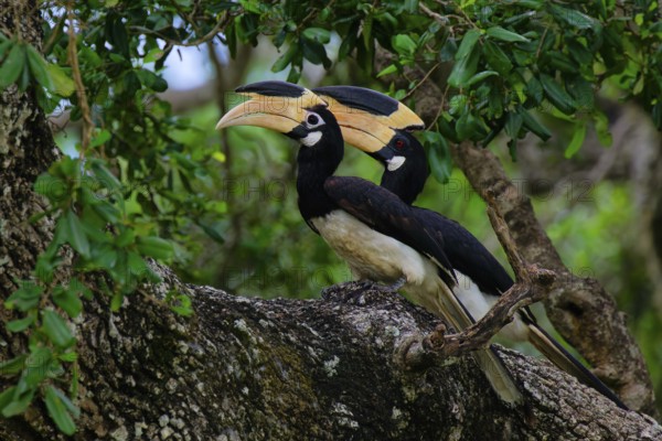 Malabar Pied-Hornbill (Anthracoceros coronatus) couple on a branch in the forest, Sri Lanka