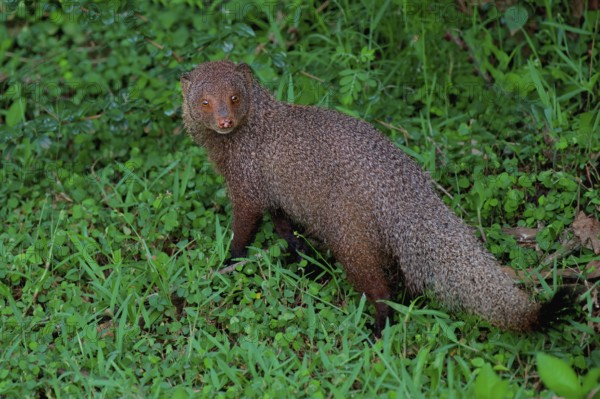 Ruddy mongoose (Urva smithii), Sri Lanka