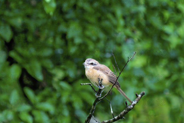 Brown Shrike (Lanius cristatus) on a branch, Sri Lanka