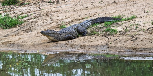 Mugger or Marsh crocodile (Crocodylus palustris), Sri Lanka