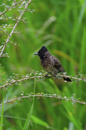 Red-vented Bulbul (Pycnonotus cafer) in vegetation, Sri Lanka