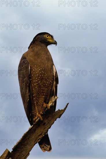 Crested Serpent Eagle (Spilornis cheela) perched on a branch against the sky, Sri Lanka