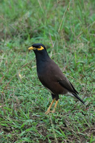 Common myna or Indian myna (Acridotheres tristis), Sri Lanka