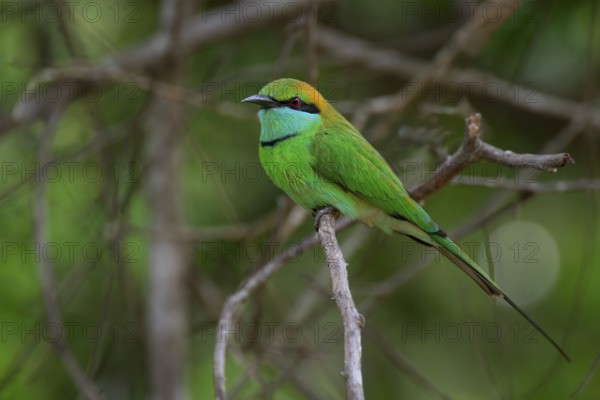 Asian Green Bee-eater (Merops orientalis orientalis) on a branch, Sri Lanka