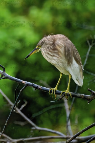 Indian pond heron (Ardeola grayii) on a branch, Sri Lanka