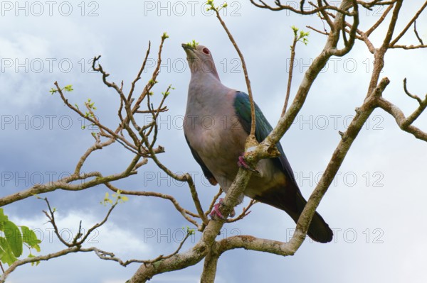 Green imperial pigeon (Ducula aenea) eating leaves, Sri Lanka