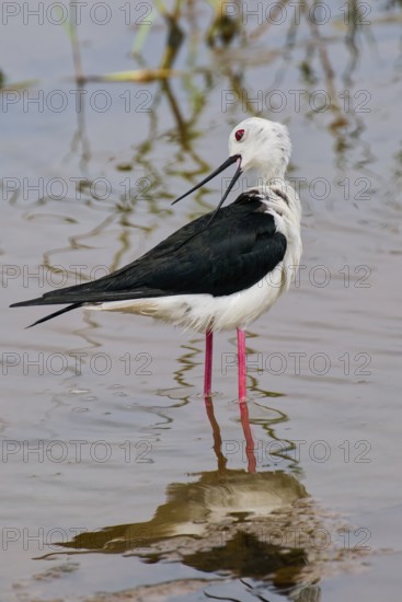 Black-winged Stilt (Himantopus himantopus) reflecting in water, Sri Lanka