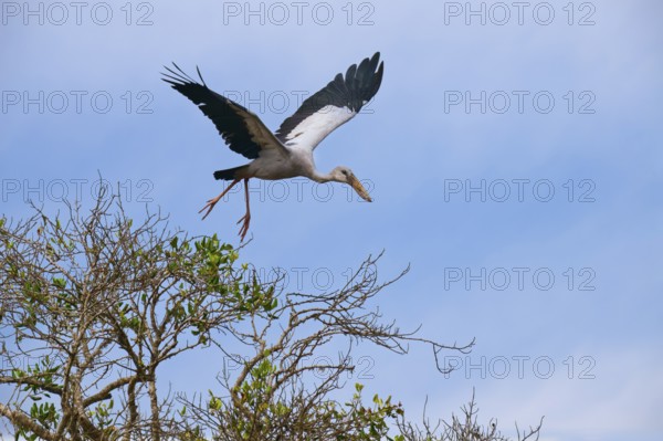 Asian openbill or Asian openbill stork (Anastomus oscitans) in flight, Sri lanka