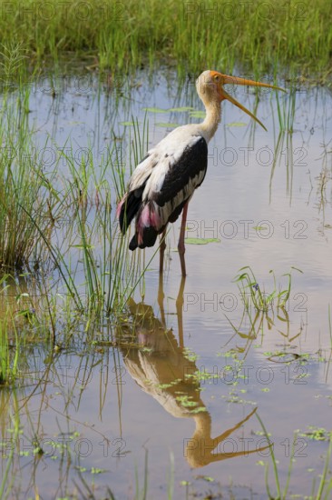 Painted stork (Mycteria leucocephala) reflecting in water, Sri Lanka