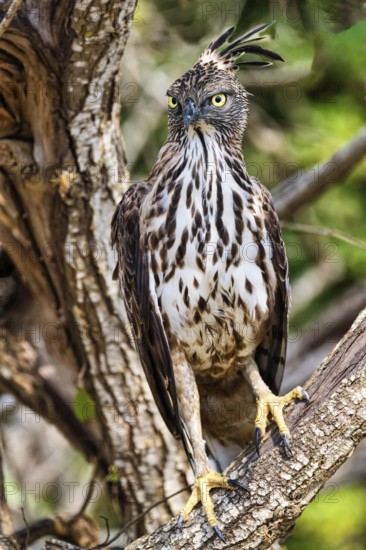 Changeable hawk-eagle (Nisaetus cirrhatus) in a tree, Sri Lanka