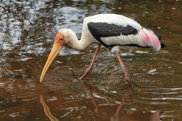 Painted stork (Mycteria leucocephala) walking and fishing in water, Sri Lanka