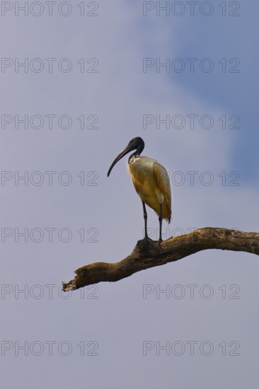 Black-headed ibis (Threskiornis melanocephalus) perched on a branch, Sri Lanka