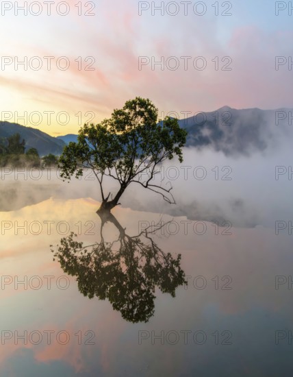 Lone single tree reflected in the still waters of a foggy lake at sunrise, AI generated