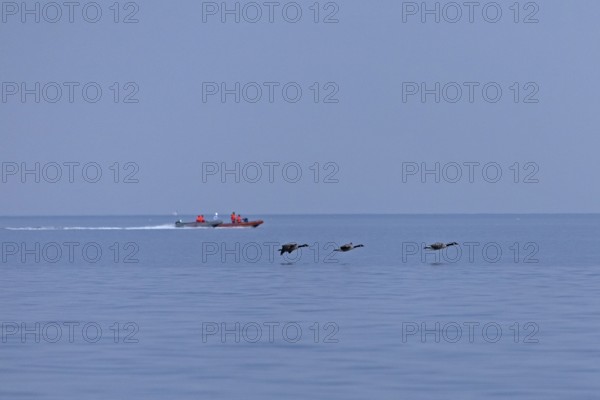 Motorboats, flying Canada geese (Branta canadensis), Kiel Fjord, Falckenstein, Kiel, Schleswig-Holstein, Germany