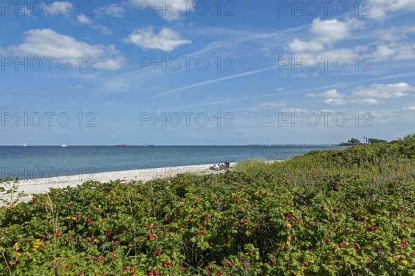 Beach, Bülk lighthouse, potato rose (Rosa rugosa), rose hips, Strande, Schleswig-Holstein, Germany
