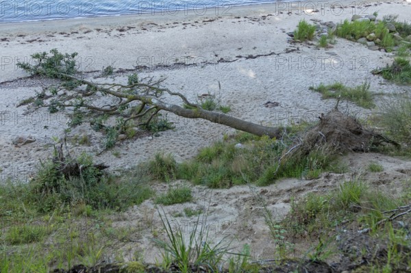 Fallen tree on the beach, Falckensteiner Ufer, Kiel, Schleswig-Holstein, Germany