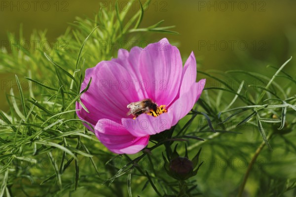 Bumblebee (Bombus terrestris), on a pink ornamental basket flower (Cosmos bipinnatus), North Rhine-Westphalia, Germany