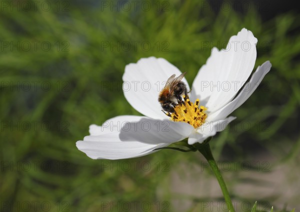 Bumblebee (Bombus terrestris), on a white ornamental basket flower (Cosmos bipinnatus), North Rhine-Westphalia, Germany