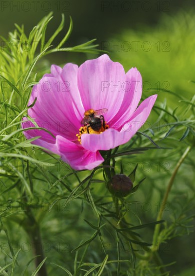 Bumblebee (Bombus terrestris), on a pink ornamental basket flower (Cosmos bipinnatus), North Rhine-Westphalia, Germany