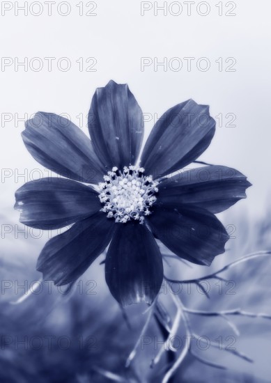 Ornamental basket 'Sensation Mix' (Cosmos bipinnatus), 15 weeks after sowing, alienation, North Rhine-Westphalia, Germany