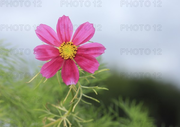 Ornamental basket 'Sensation Mix' (Cosmos bipinnatus), fifteen weeks after sowing, North Rhine-Westphalia, Germany