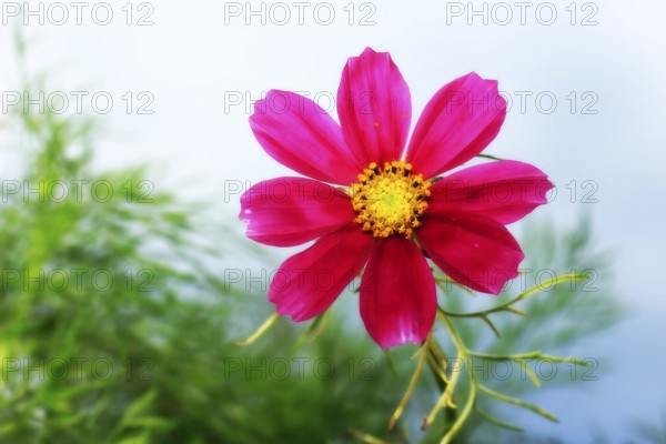Ornamental basket 'Sensation Mix' (Cosmos bipinnatus), fifteen weeks after sowing, alienation, North Rhine-Westphalia, Germany