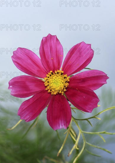 Ornamental basket 'Sensation Mix' (Cosmos bipinnatus), fifteen weeks after sowing, North Rhine-Westphalia, Germany