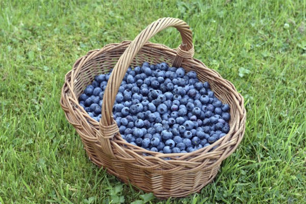 Blueberries, bilberries, (Vaccinium myrtillus) in a basket