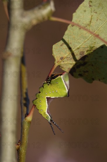 Fork-tailed Caterpillar, August, Saxony, Germany