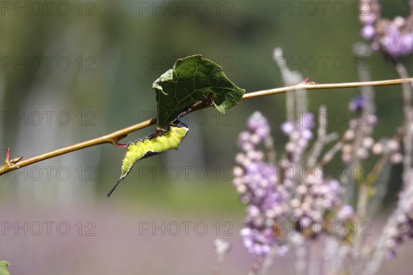 Fork-tailed Caterpillar, August, Saxony, Germany