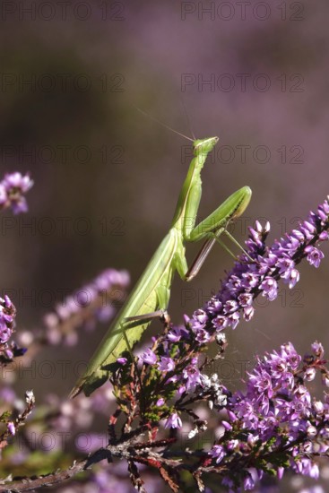 Praying mantis, August, Saxony, Germany