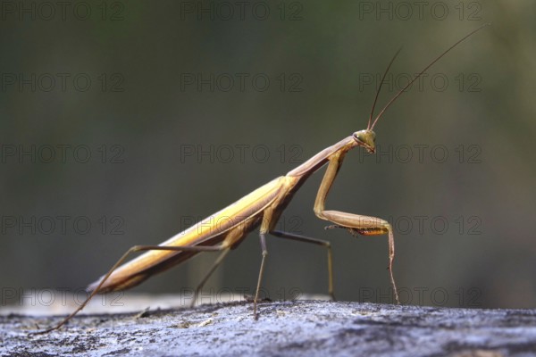 Praying mantis, August, Saxony, Germany