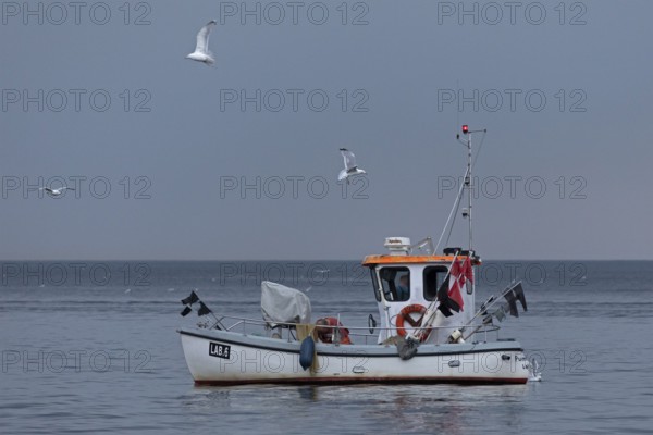 Fishing boat off Falckenstein beach, seagulls, Kiel Fjord, Kiel, Schleswig-Holstein, Germany